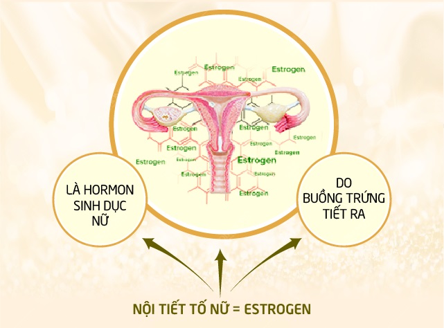 Nội tiết tố sinh dục nữ - estrogen